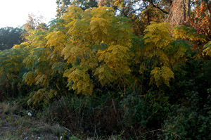 Winged sumac in the landscape